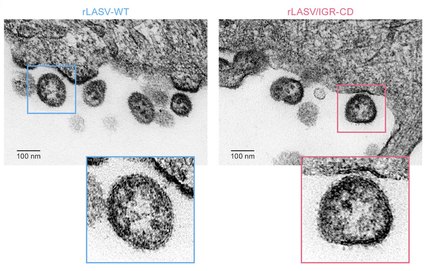 Black and white microscopy image comparing viral particles from wild Lassa virus and from attenuated Lassa virus. The particles look very similar.